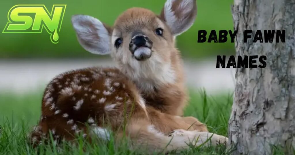 Baby Fawn Names