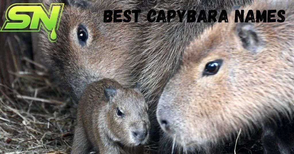 Best Capybara Names