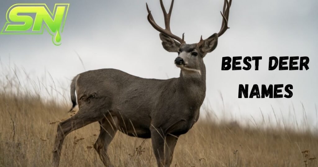 Best Deer Names