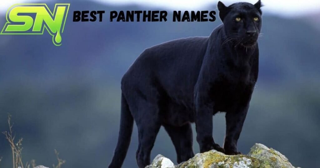Best Panther Names