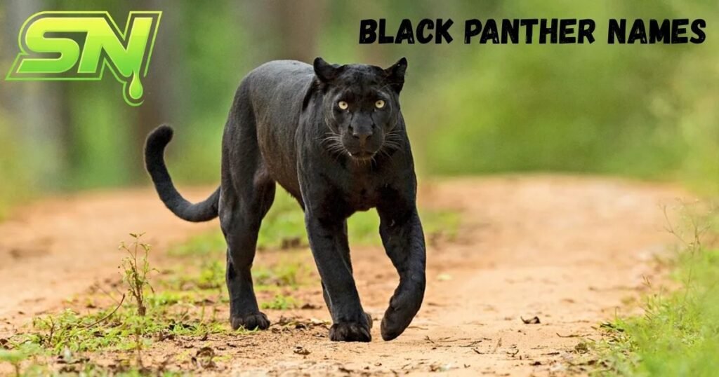 Black Panther Names 