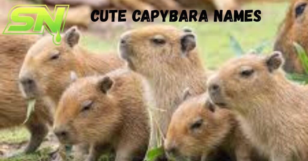 Cute Capybara Names 
