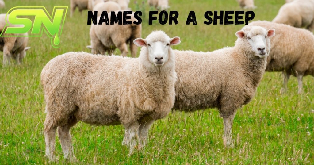 Names For a Sheep 