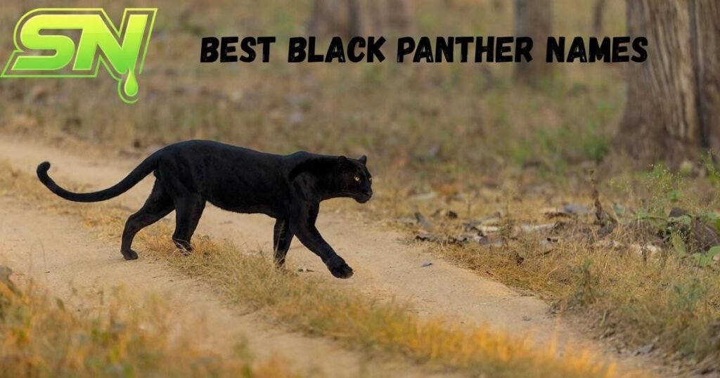 Best Black Panther Names