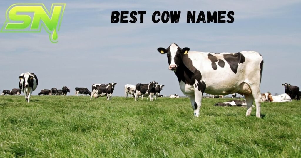 Best Cow Names