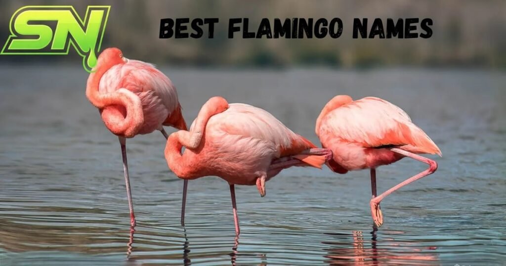 Best Flamingo Names