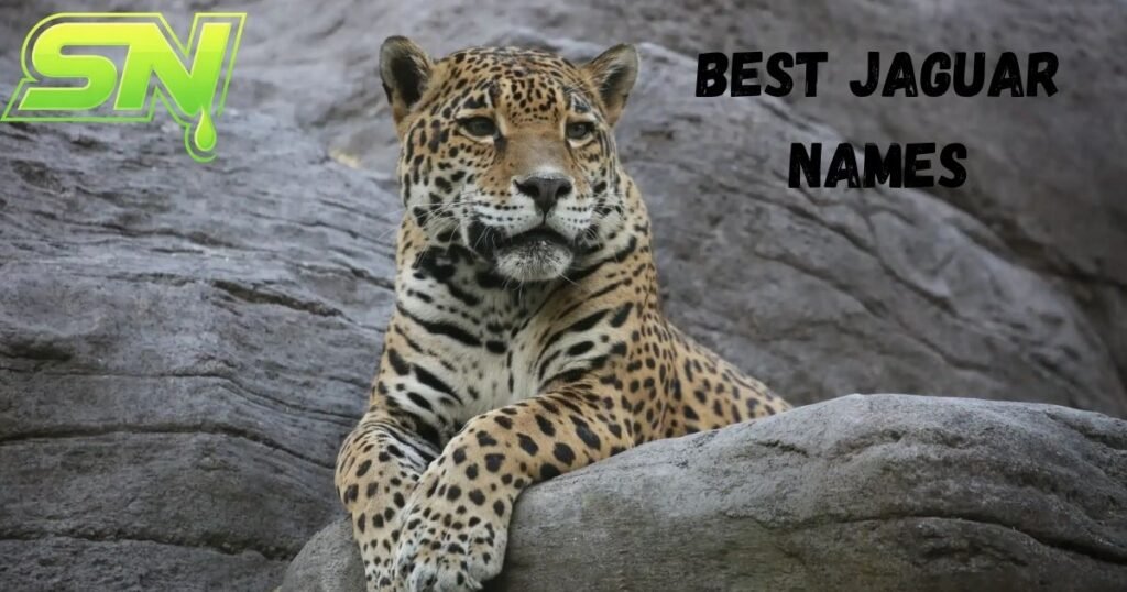 Best Jaguar Names