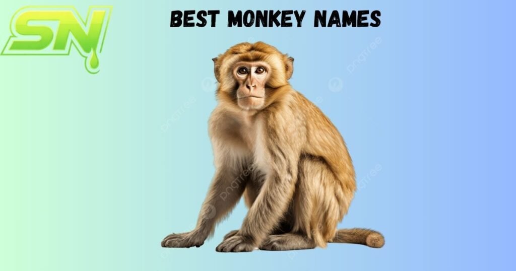 Best Monkey Names