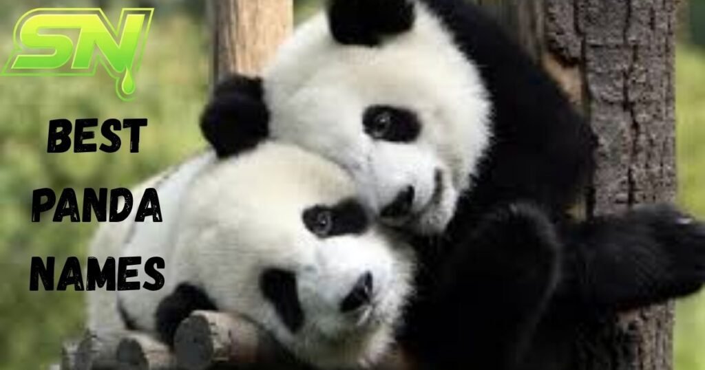 Best Panda Names