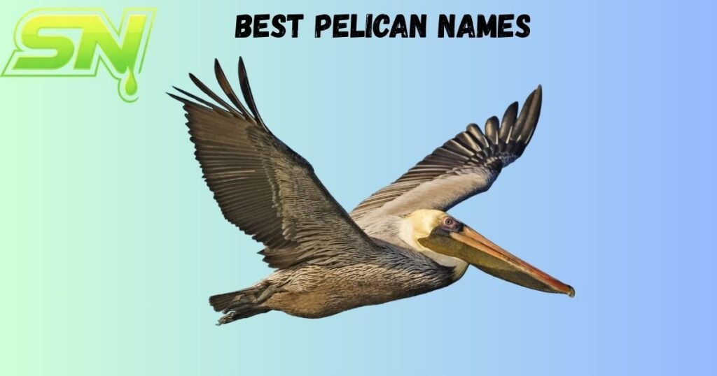 Best Pelican Names
