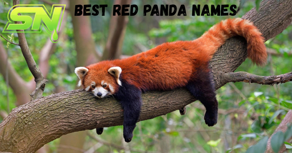 Best Red Panda Names