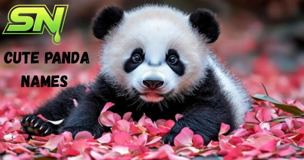 Cute Panda Names 