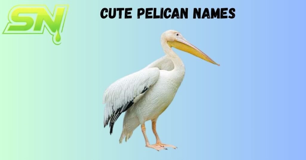 Cute Pelican Names