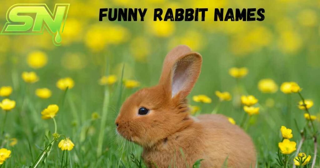 Funny Rabbit Names