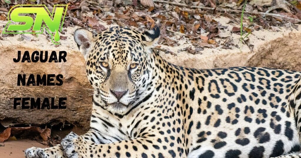 Jaguar Names Female