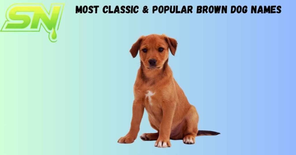 Most Classic & Popular Brown Dog Names