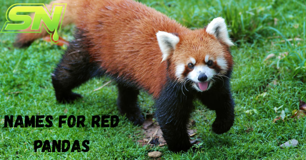 Names For Red Pandas