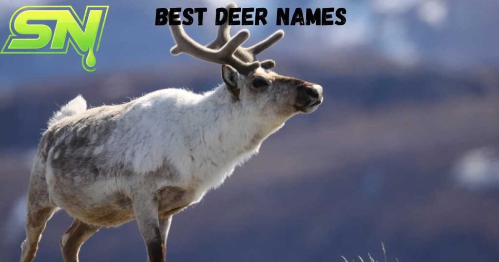 Best Deer Names