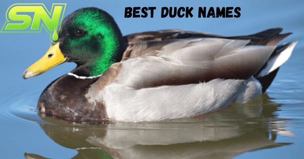 Best Duck Names