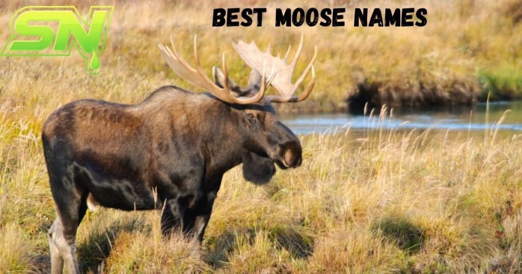 Best Moose Names