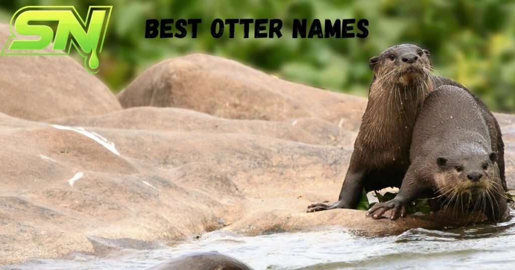 Best Otter Names