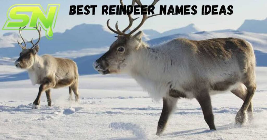 Best Reindeer Names Ideas