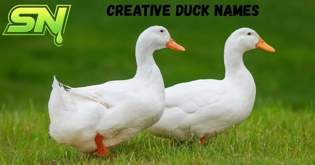 Creative Duck Names
