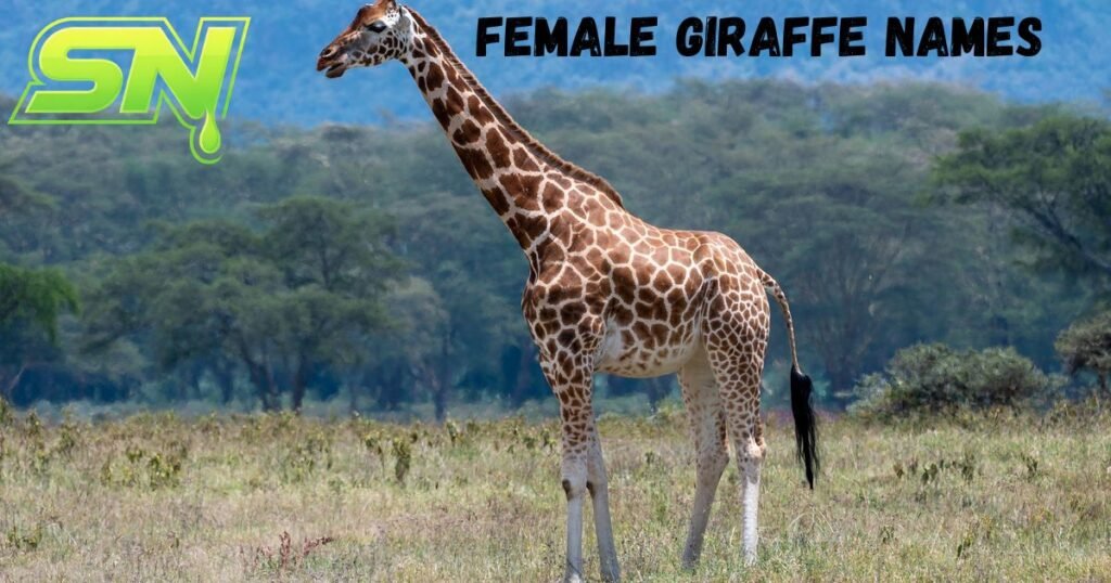 Female Giraffe Names