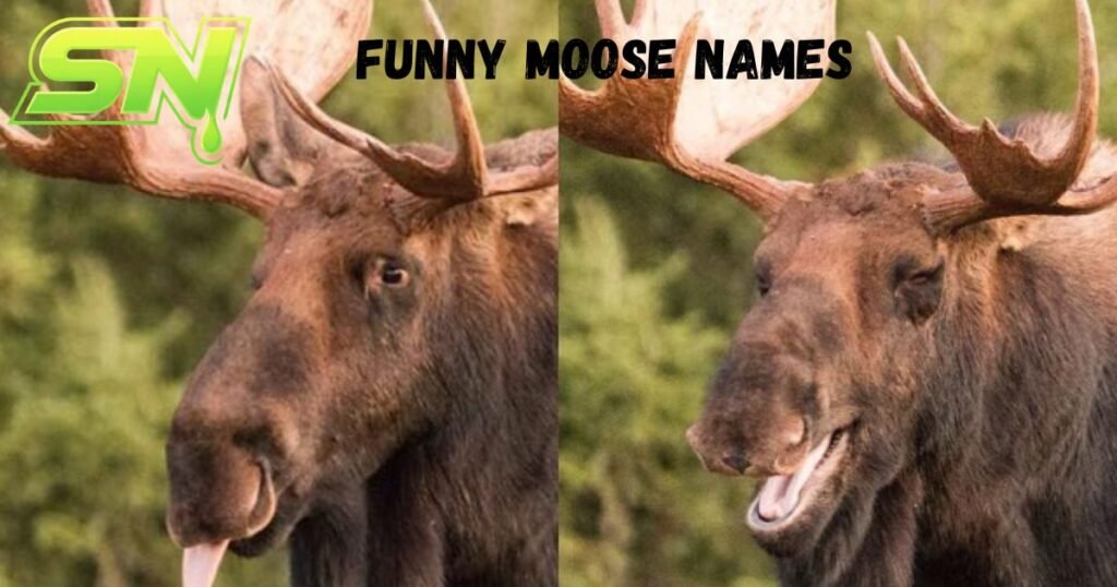 Funny Moose Names