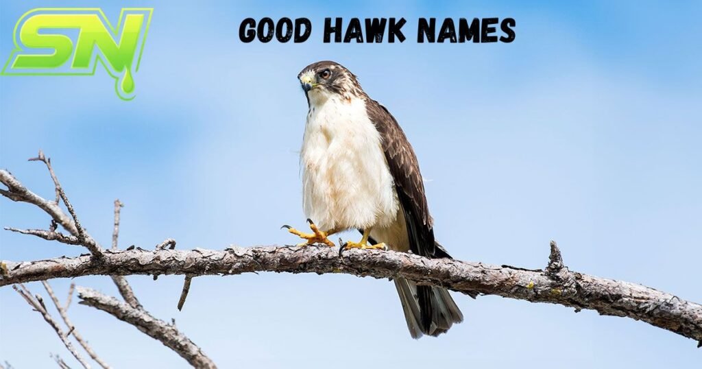 Good Hawk Names